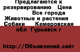 Предлагаются к резервированию › Цена ­ 16 000 - Все города Животные и растения » Собаки   . Кемеровская обл.,Гурьевск г.